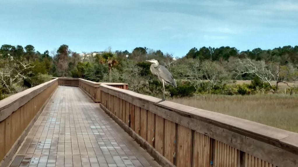 Hilton Head Resort Hilton Head Island Εξωτερικό φωτογραφία